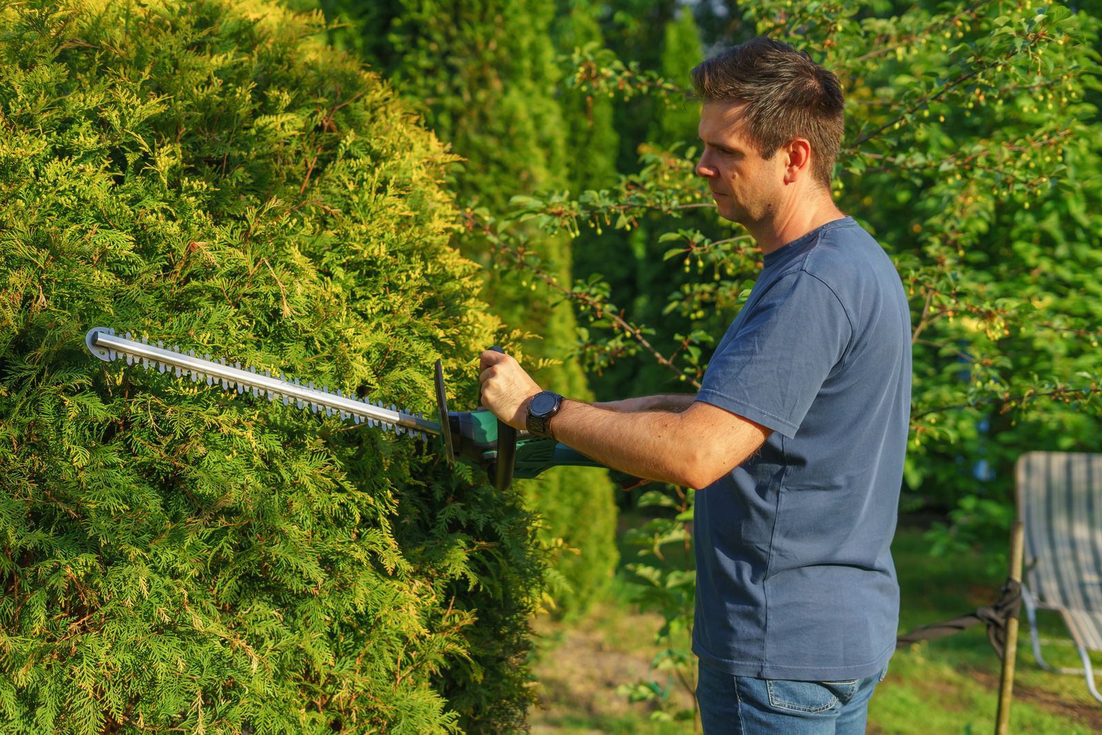 Hedge trimmer shaping a dense green conifer hedge in warm afternoon light.
