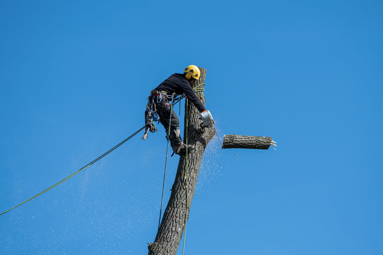 Arborist roped into a tree, chainsaw mid-cut removing a limb against a clear blue sky.